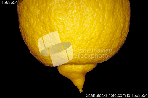 Image of citron at a tree
