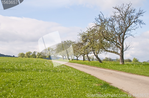 Image of trees in spring