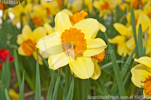 Image of Daffodil