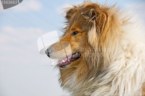 Image of collie head