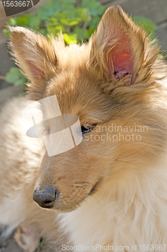 Image of collie puppy sunny