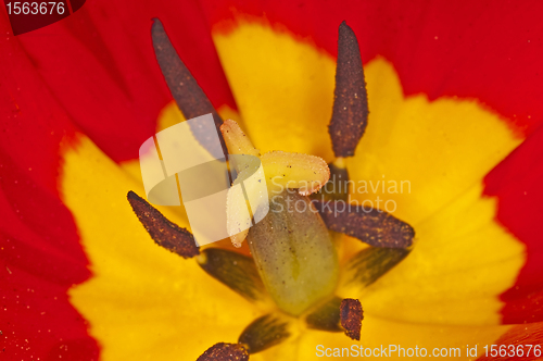 Image of tulip macro