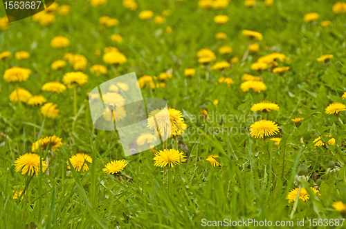 Image of dandelion