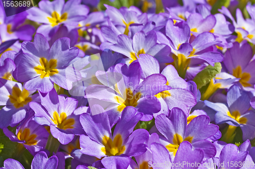 Image of primroses in a garden 