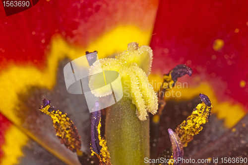 Image of tulip macro