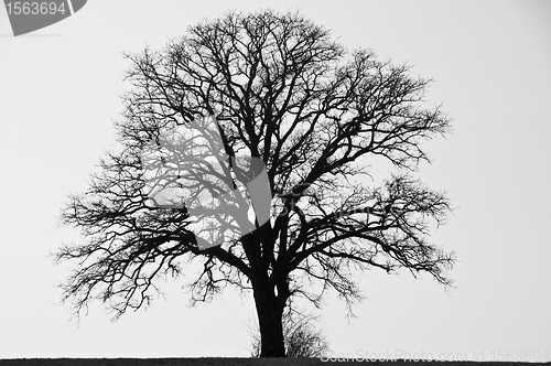 Image of  tree in wintertime