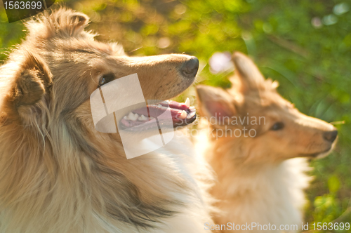 Image of collie dogs young and whelpe