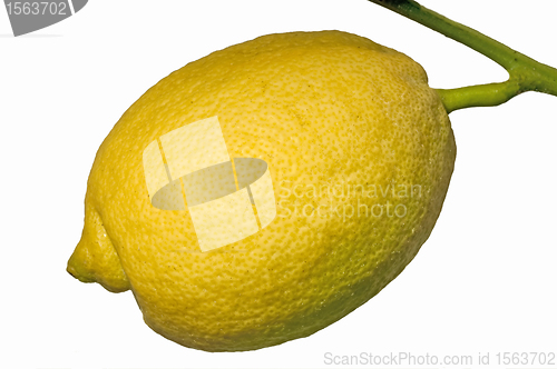 Image of citron at a tree