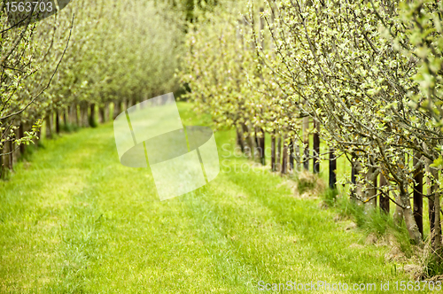 Image of orchard