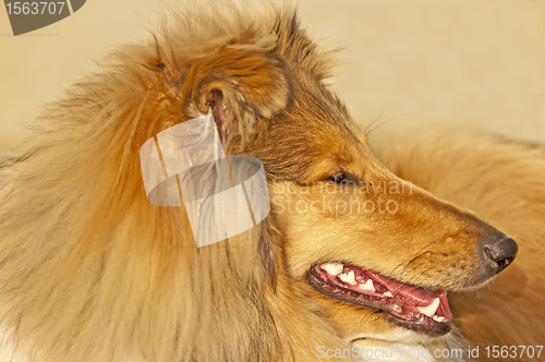 Image of collie closeup 