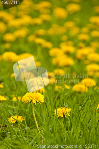 Image of dandelion