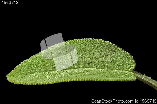 Image of sage