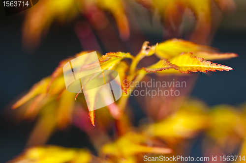 Image of maple in spring
