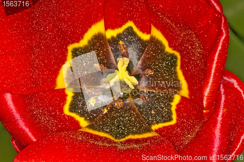 Image of tulip macro