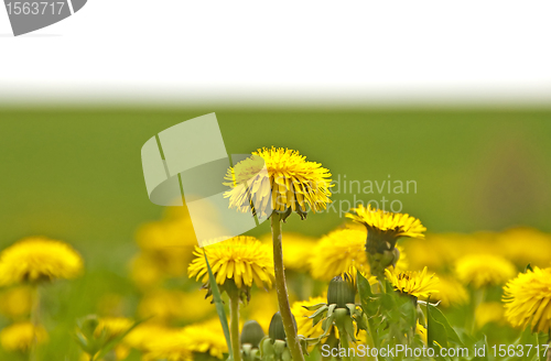 Image of dandelion