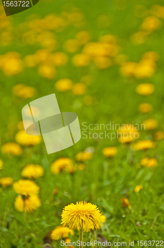 Image of dandelion