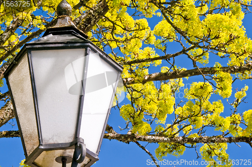 Image of maple blooming with lantern