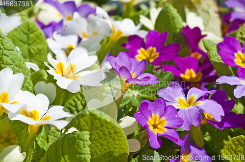 Image of primroses in a garden 