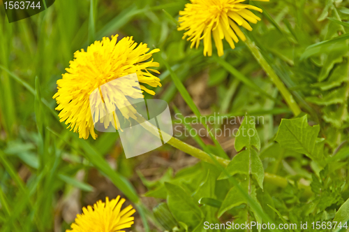 Image of dandelion