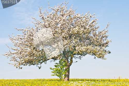 Image of apple tree blooming