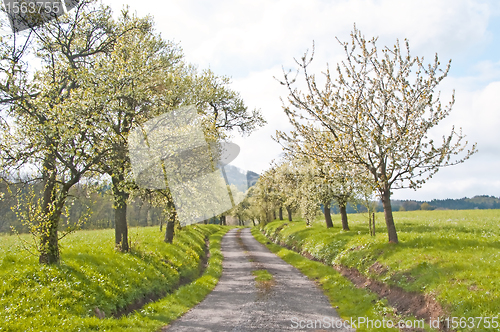 Image of trees in spring