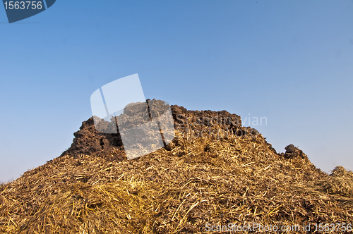 Image of dung hill