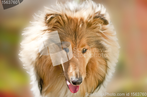Image of collie in morning sun