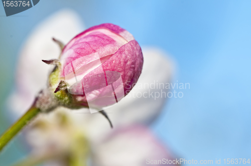 Image of apple blossom