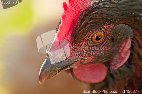 Image of chicken head