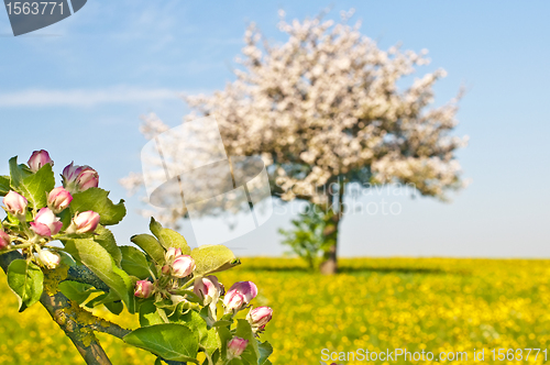 Image of apple blossom