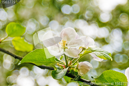 Image of apple blossom