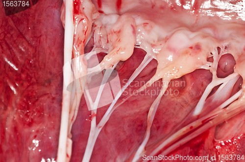 Image of heart of a beef