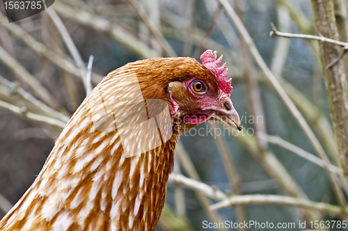 Image of chicken