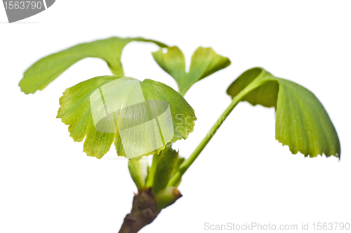 Image of Ginkgo tree