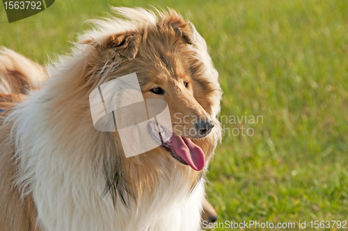 Image of collie closeup 