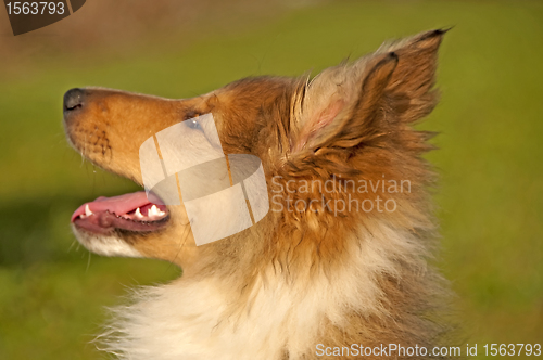 Image of collie puppy sunny