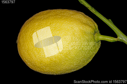 Image of citron at a tree