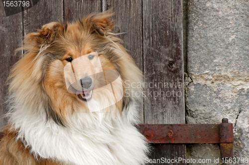 Image of Collie dog