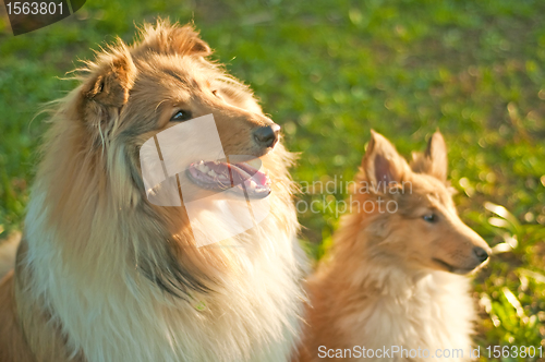 Image of collie dogs young and whelpe