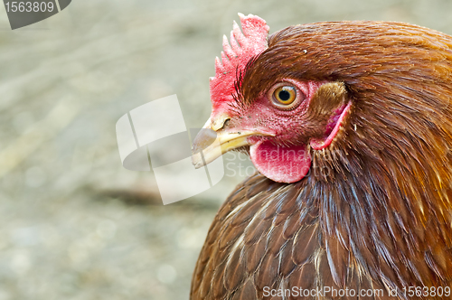 Image of chicken