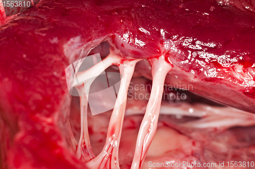 Image of heart of a beef