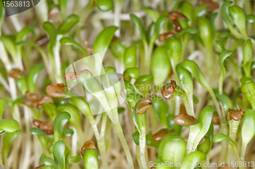 Image of alfalfa-sprouts