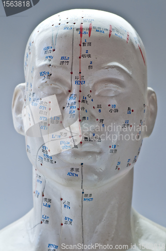 Image of Acupuncture head model
