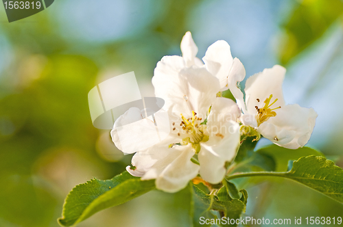 Image of apple blossom