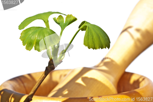 Image of mortar with herbs