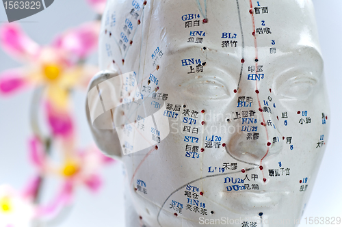 Image of Acupuncture head model