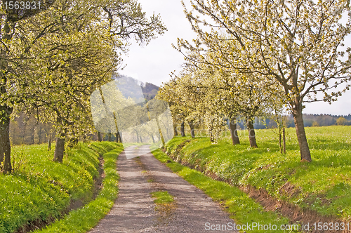 Image of trees in spring