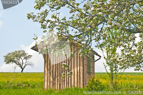 Image of apple tree blooming
