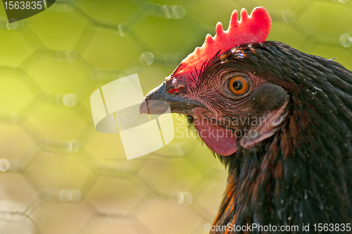 Image of chicken head