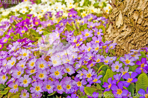 Image of primroses in a garden 